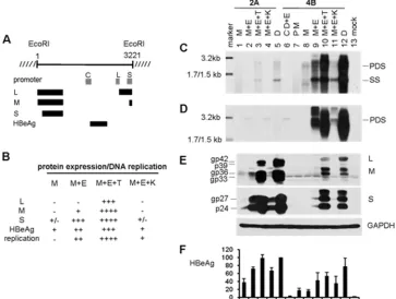 FIG. 3. Genome replication, virion secretion, and viral protein expression initiated from EcoRI monomers