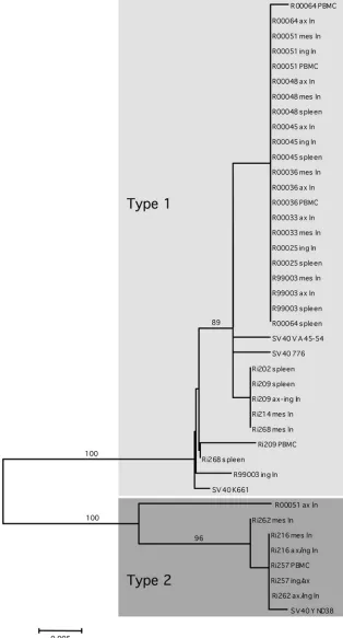 FIG. 1. Neighbor-joining phylogeny based on a 470-nt PCR fragment ampliﬁed from the early region of SV40