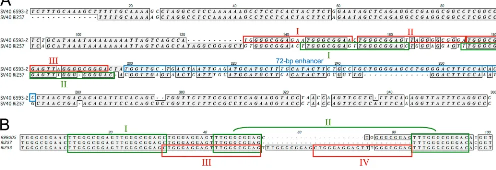 FIG. 3. (A) Alignment of TCR of SV40 6593-2 and SV40 Ri257. The 21-bp repeats are indicated by boxes (6593-2 in red, Ri257 in green).Separate 21-bp repeats are indicated by Roman numerals
