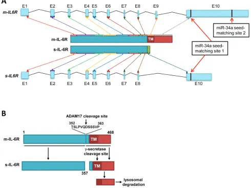 Figure 1: Generation of soluble and membrane Il-6r mrnA and protein isoforms. A.by alternative splicing