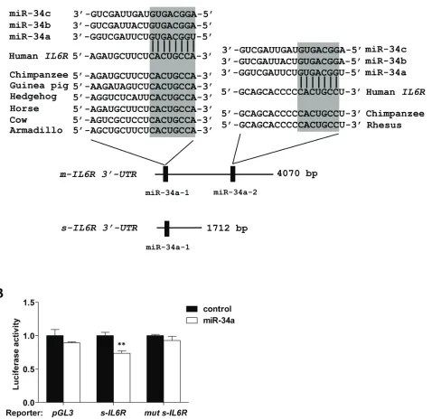 Figure 2: direct regulation of s-IL6R by mir-34a. A. Schematic representation of the 3′-UTRs of human membrane-bound and soluble IL6R mRNA isoforms indicating the miR-34 seed-matching sequences and their phylogenetic conservation