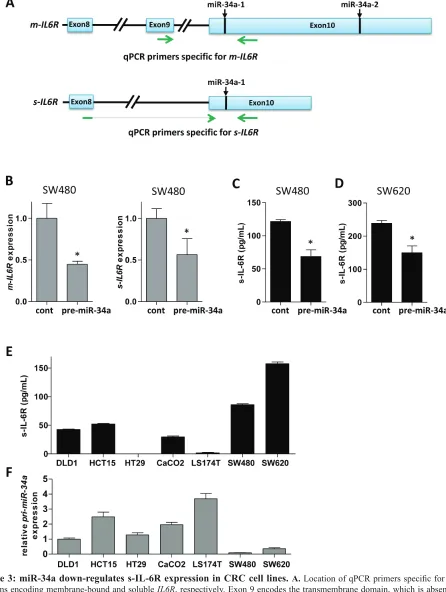 Figure 3: mir-34a down-regulates s-Il-6r expression in crc cell lines. A. Location of qPCR primers specific for mRNA isoforms encoding membrane-bound and soluble IL6R, respectively