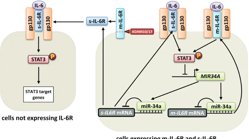 Figure 4: effect of mir-34a on m-Il-6r and s-Il-6r mediated signaling. Right side: In cells that express both, m-IL-6R and s-IL-6R, such as macrophages, miR-34a represses the expression of both IL-6R isoforms
