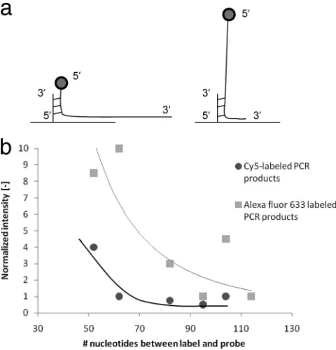 FIG. 2. Inﬂuence of the position-of-label effect for HPV 16. (a)Schematic representation of a label (circle) near the hybridization