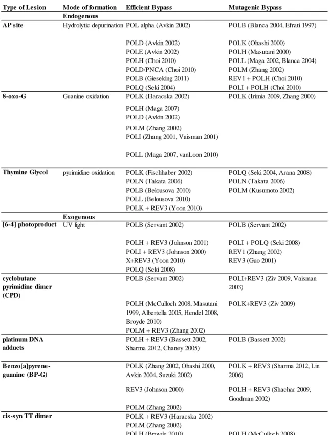 Table 4. Efficient and Mutagenic Bypass of DNA Lesions 