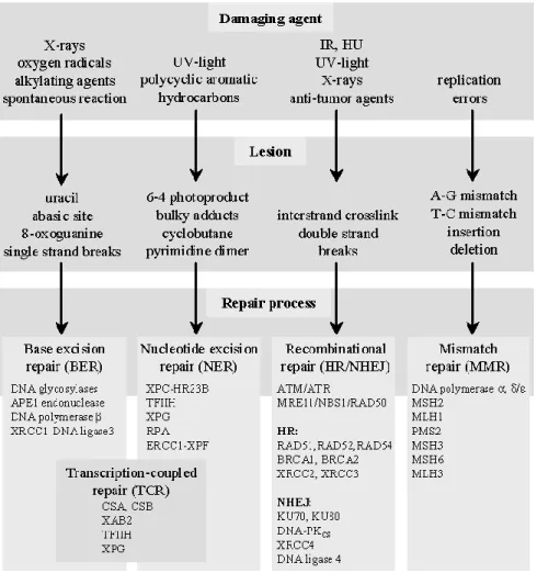 Figure 4. Sources of DNA Damage and associated lesion and repair pathway genes  (Adapted from Wood 2005) 