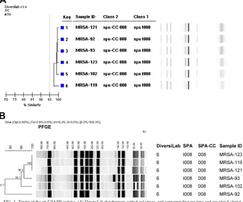FIG. 3. Typing of the six USA300 isolates. (A) DiversiLab dendrogram, virtual gel image, and corresponding spa(B) PFGE dendrogram and ﬁngerprints using Dice cluster analysis