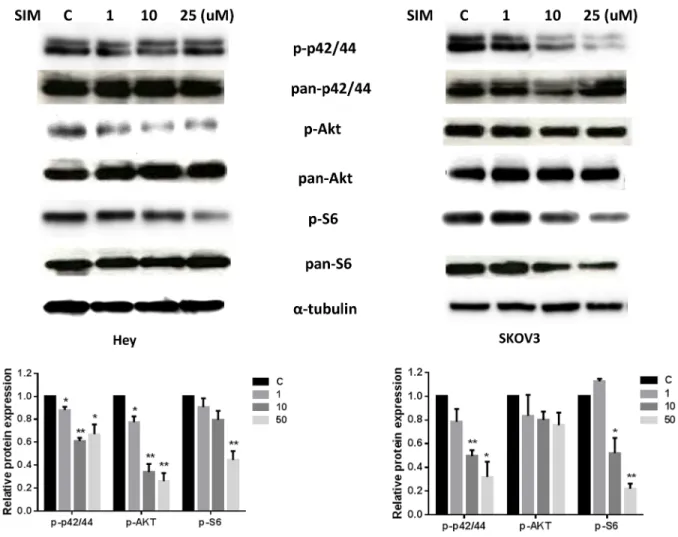 Figure 6: Simvastatin inhibited MAPK and AKT/mTOR pathways in ovarian cancer cells.  Hey and SKOV3 cells were  treated with simvastatin at different doses for 24 h