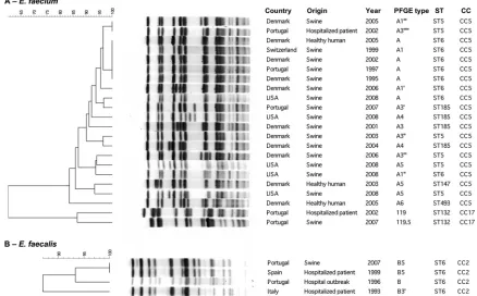 FIG. 1. Computer analysis of SmaI-digested genomic DNAs of representative vancomycin-resistant E