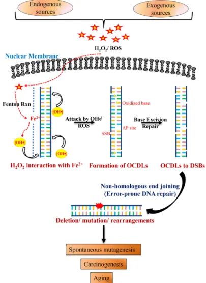 Figure 6: Schematic model for combined roles of OCDLs and error-prone NHEJ in oxidative stress-induced  mutagenesis