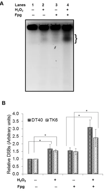 Figure 4: Formation of oxidatively induced clustered DNA lesions (OCDLs) on exposure to low doses of H 2 O 2 