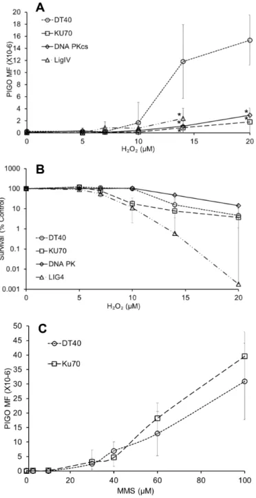 Figure 5: NHEJ plays a predominant role in oxidative stress-induced mutagenesis.  (A) PIG-O mutation analysis in wild type  DT40 cells and NHEJ-deficient cells (KU70-, LIGIV-, and DNA PKcs-deficient) exposed to H 2 O 2 