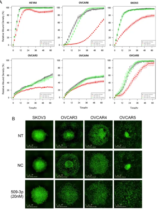 Figure 6: The effect of miR-509-3p and siYAP1 on migration and 3D aggregate formation for SKOV3, OVCAR3, 4  and 5 cell lines