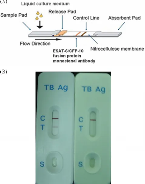 FIG. 1. (A) ESAT-6/CFP-10 immunochromatographic assay. (B) Ared-purple band appearing on the test band (T) indicates the presence