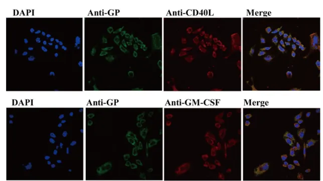 Figure 1: Verification of plasmids.  Co-transfection of pCI-S and pCI-M-CD40L, pCI-S and pCI-M-GM-CSF into dhfr deficient CHO  cells and the expression of GP, CD40L and GM-CSF were tested using GP specific monoclonal antibody (mouse) and CD40L/GM-CSF  poly