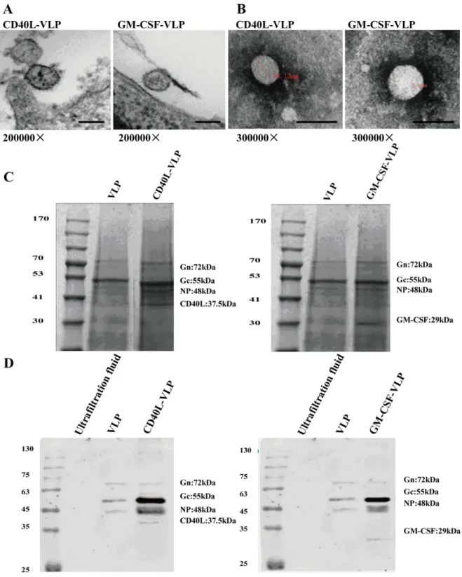Figure 2: Verification of the morphology and protein composition of VLPs.  A. Dhfr deficient cells co-transfected with pCI-S  and pCI-M-CD40L, pCI-S and pCI-M-GM-CSF were harvested and fixed with wax and sliced for electron microscopy