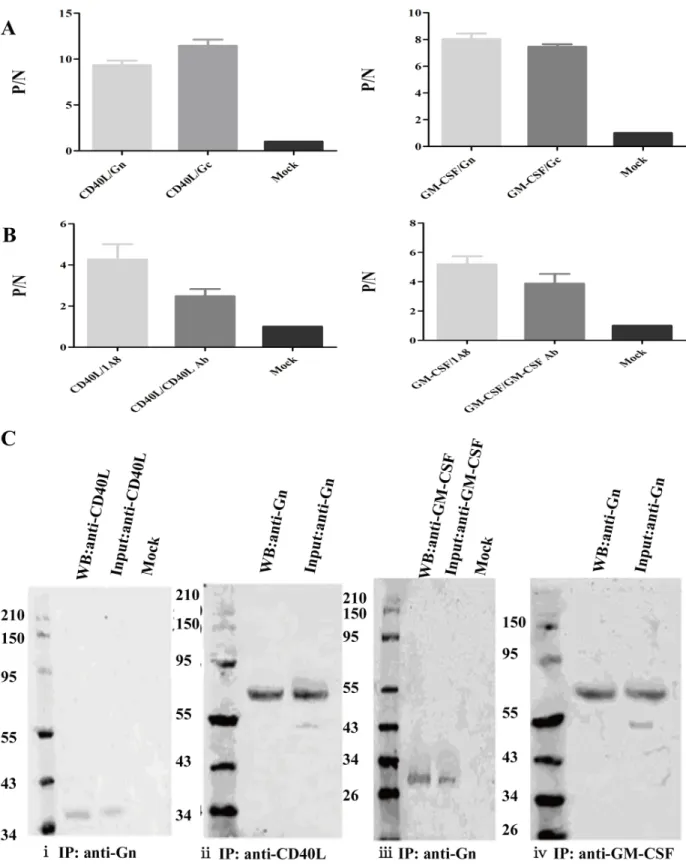 Figure 3: Verification of the co-localization of HTNV structural protein and CD40L/GM-CSF