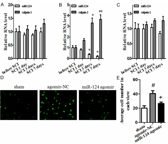 Figure 3. A: The protein levels of activated caspase 3, calpain 1 and its specific substrate 68 kD-NFP in T10 segment of spinal cord tissues in sham, agomir-NC and miR-124 agomir group after SCI for 7 days by western blotting