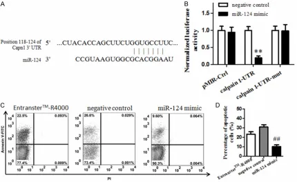 Figure 4. A: The prediction on the targeting of miR-124 by online software www.targetscan.org