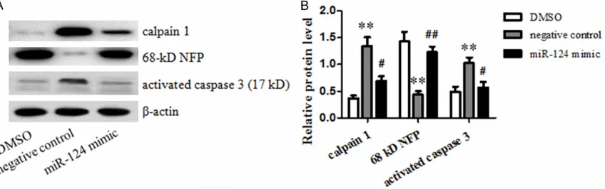 Figure 5. A, B: The electrophoretogram and relative protein levels of activated caspase 3, calpain 1 and 68 kD-NFP in negative control and miR-124 mimic group