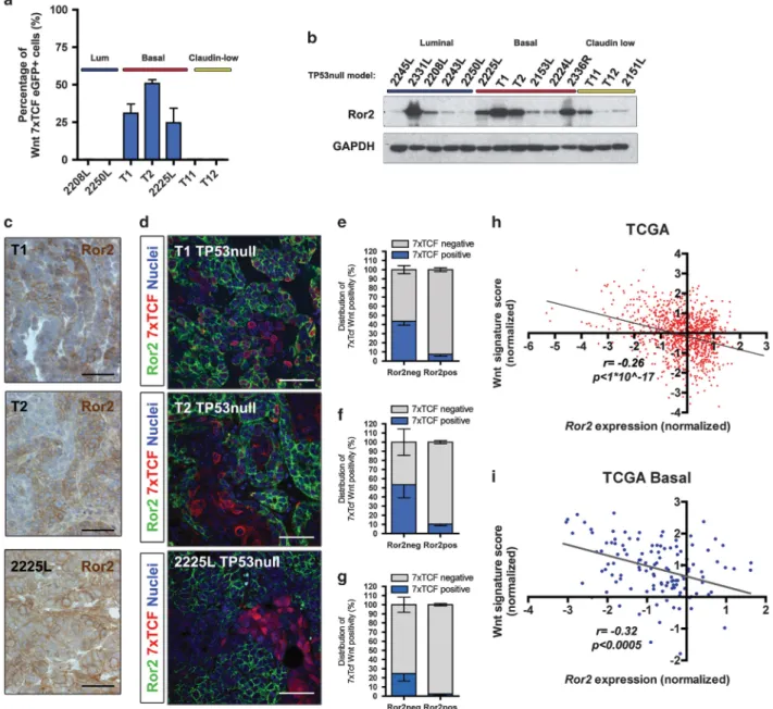 Figure 1. Assessment of canonical Wnt activity and Ror2 expression uncovers the complex coexistence of Wnt pathways in TP53-null mouse models and human breast cancer