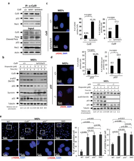 Figure 2. Disruption of Cul9-p53 binding impairs cellular response to DNA damage (a) Disruption of Cul9-p53 binding by the Q418A mutation is verified by IP-western  analysis