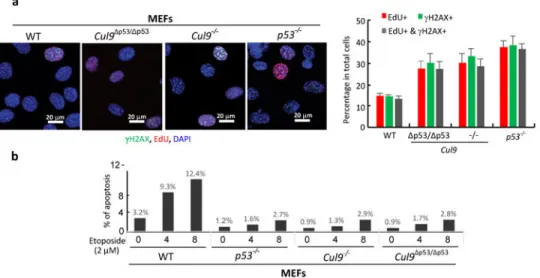 Figure 3. Disruption of Cul9-p53 binding accumulates DNA damage during S-phase and reduces  apoptosis