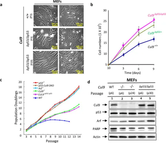 Figure 4. Disruption of Cul9-p53 binding increases the rate of MEF cell proliferation and causes  MEF spontaneous immortalization