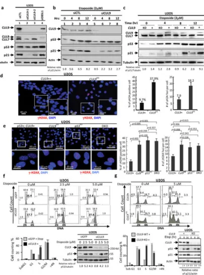 Figure 1. Loss of CUL9 function impairs cellular response to DNA damage in human cells (a, b)
