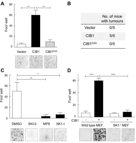 Figure 3. CIB1 promotes neoplastic transformation in a manner dependent on SK1