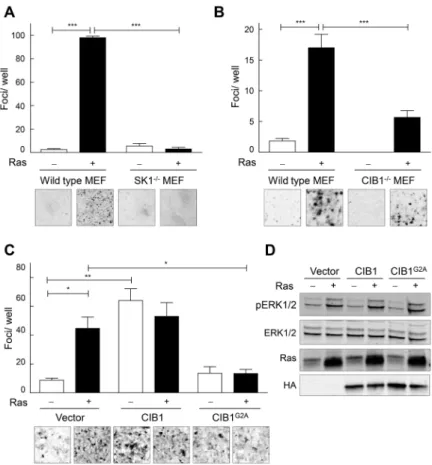 Figure 4. CIB1 is an effector of oncogenic Ras signalling