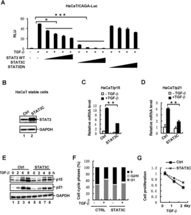 Fig. 2. Activated STAT3 suppresses TGF- β-induced growth inhibitory responses