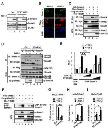 Fig. 4. STAT3 selectively attenuates the formation of Smad3 signaling complexes