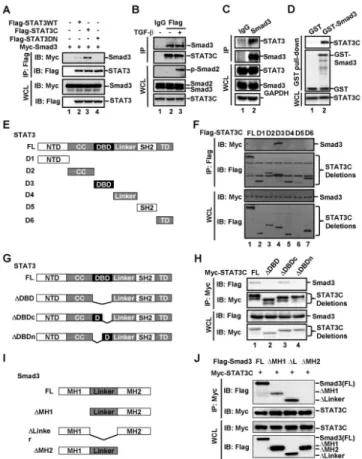 Fig. 5. STAT3 directly interacts with Smad3 under physiological conditions