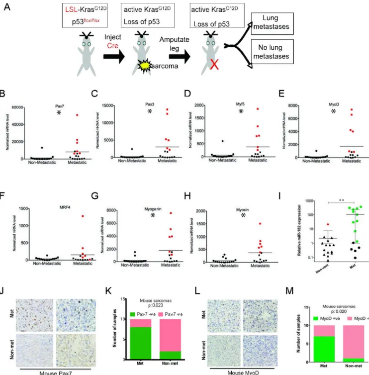 Figure 1. Myogenic transcription factors are enriched in metastatic primary mouse sarcomas (A) Schematic of amputation strategy to determine metastatic potential of primary mouse  sarcomas that is used in this study