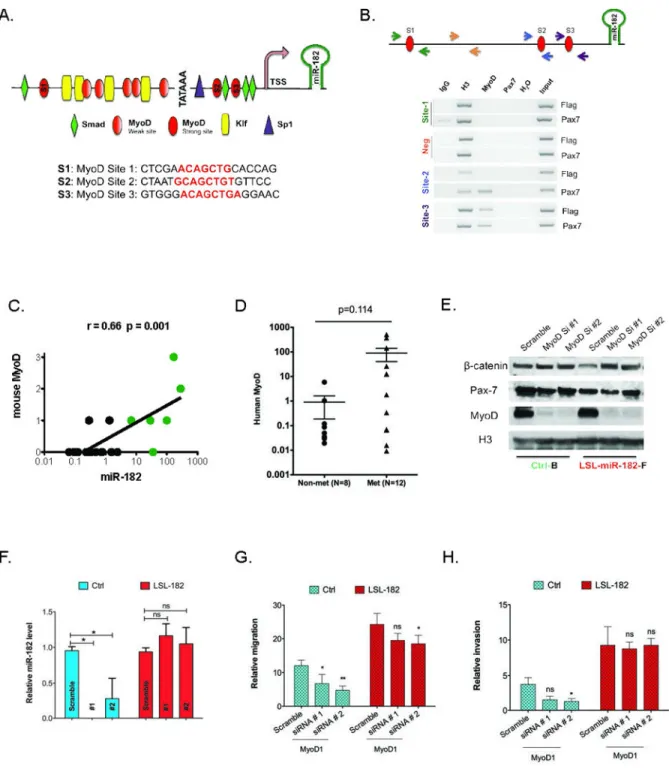 Figure 2. MyoD controls expression of the pro-metastatic miR-182