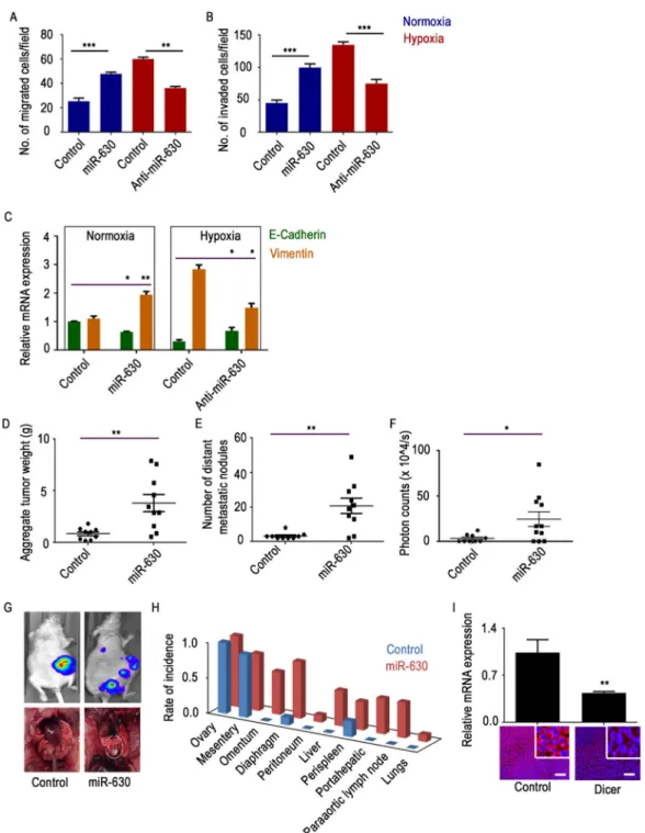 Figure 3. Hypoxia-upregulated miR-630 is involved in increased tumor progression