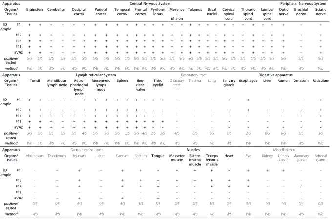 Table 3 Results of Wb and IHC analyses of the Q/Q 222 goats.