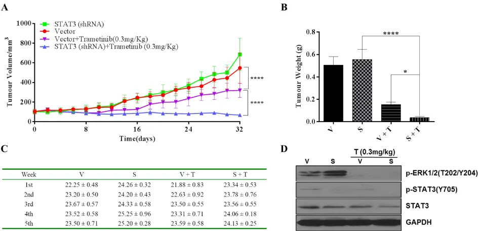 Figure 8: Anti-tumor effects of dual inhibition of STAT3 and MEK signaling in AsPC-1 xenograft model, tumor growth is shown