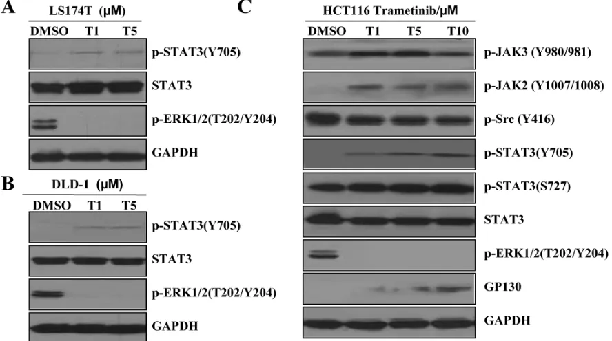 Figure 2: MEK inhibition induces STAT3 phosphorylation in K-Ras mutant colon cancer cells