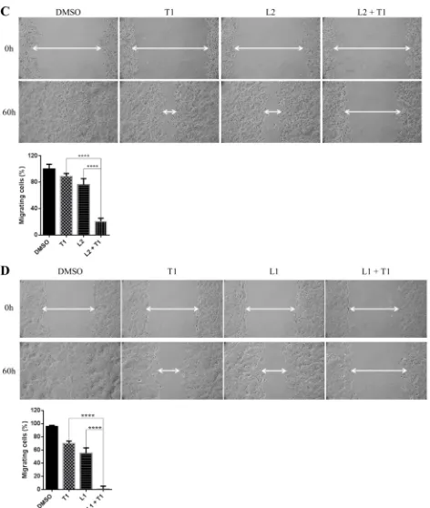 Figure 7: Combinational inhibition of MEK and STAT3 pathways reduces colony forming ability and cell migration
