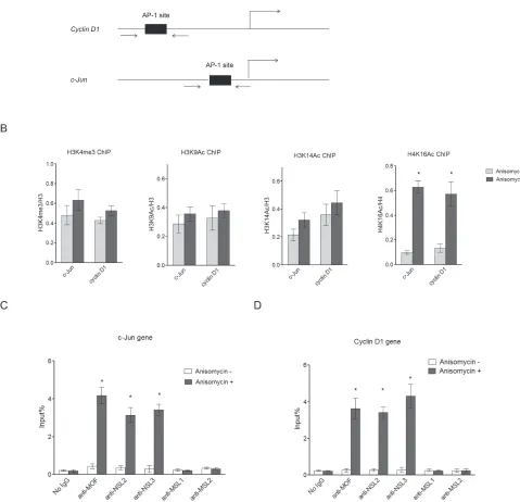 Figure 1: NSL complex binds to c-Jun target genes upon c-Jun activation. A. Diagram of the c-Jun gene locus and Cyclin D1 gene locus, which are both c-Jun target genes