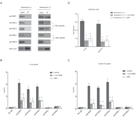 Figure 2: c-Jun recruits the NSL complex to its target genes upon c-Jun activation. A