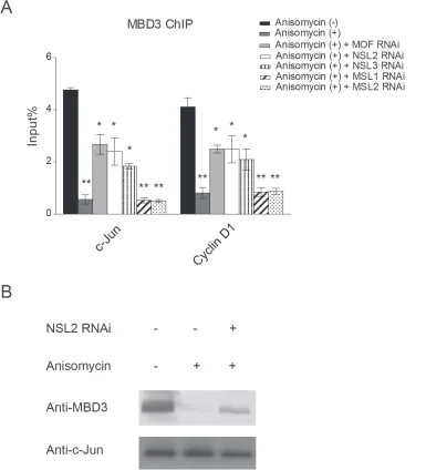 Figure 4: The NSL complex promotes the release of the NuRD complex from c-Jun target genes upon c-Jun activation