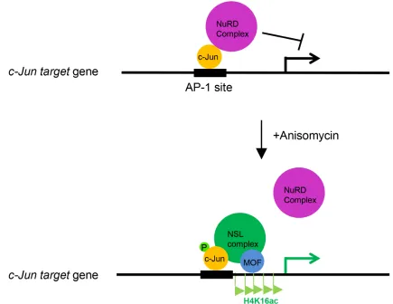 Figure 5: The working model depicting the role of the NSL complex in c-Jun activated gene expression
