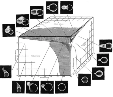 Figure 2.6. Raup’s 1966 morphospace model of shell shapes. David M. Raup, “Geometric  Analysis of Shell Coiling: General Problems,” Journal of Paleontology 40, no