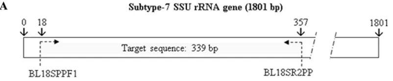 FIG. 1. (A) Localization of the target sequence in the SSU rRNA gene for subtype 7. (B) ClustalW alignment of the target sequence (SSUrRNA) from subtype ST1 to ST10