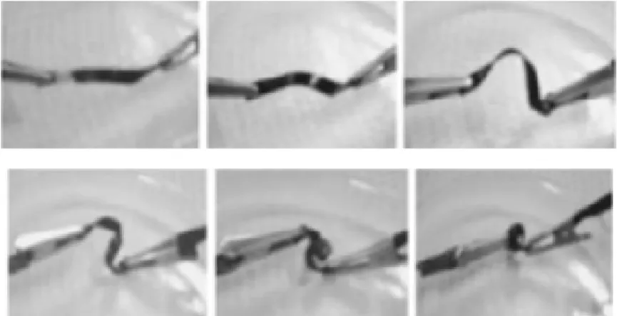 Figure 1.6 Electro-active shape memory polymer recovering from temporary unwound form  to curled shape when voltage applied
