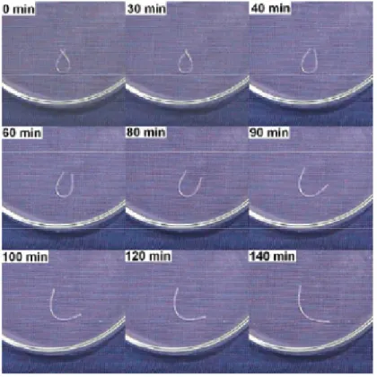 Figure 1.7 Shape memory PU immersed in water to trigger recovery by plasticization effect  of water molecules