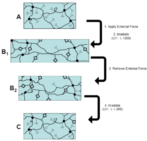 Figure 2.1  Light-induced shape memory mechanism. 